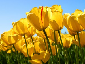 1-Tulips